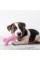 Игрушки для собак Pet Set 6 в 1 с канатами для жевания перетягивания и развлечений